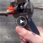 Nožnice na ľahké strihanie a vrúbľovanie – video