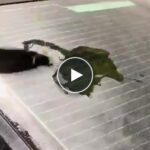 Profesionálna čistiaca hubka na autosklá – video